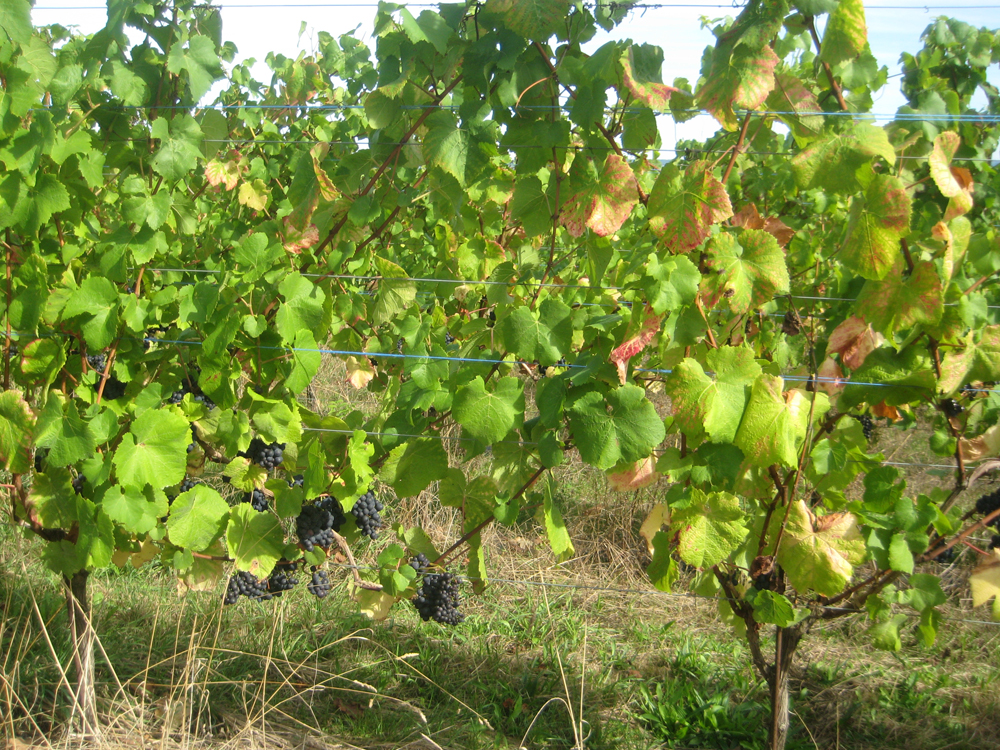 vignes-5